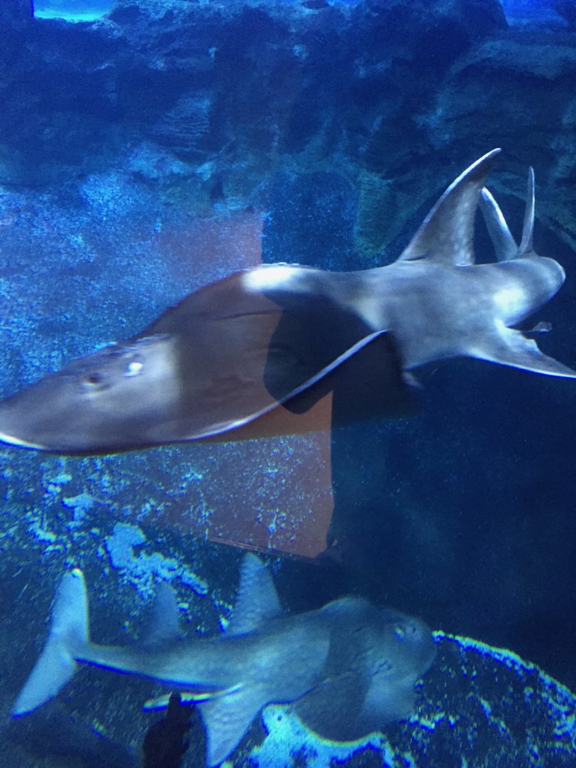 Bowmouth Guitarfish