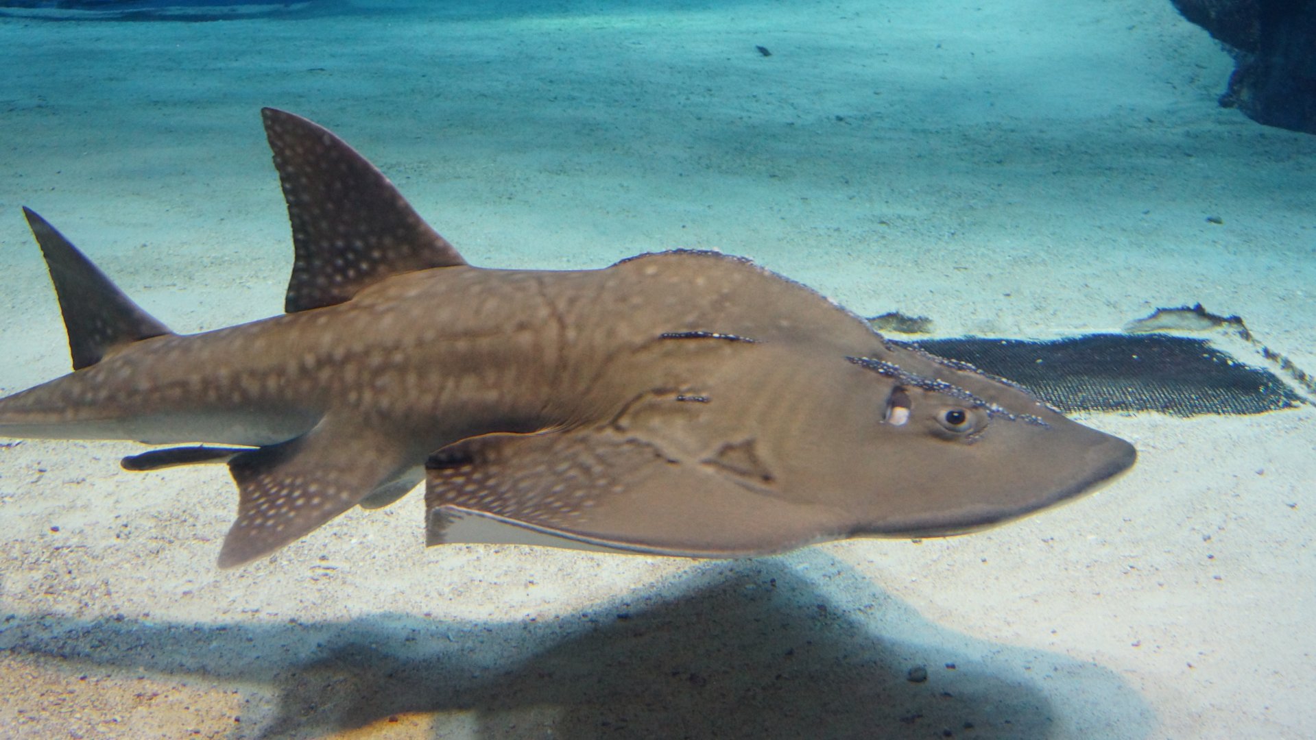 Bowmouth Guitarfish