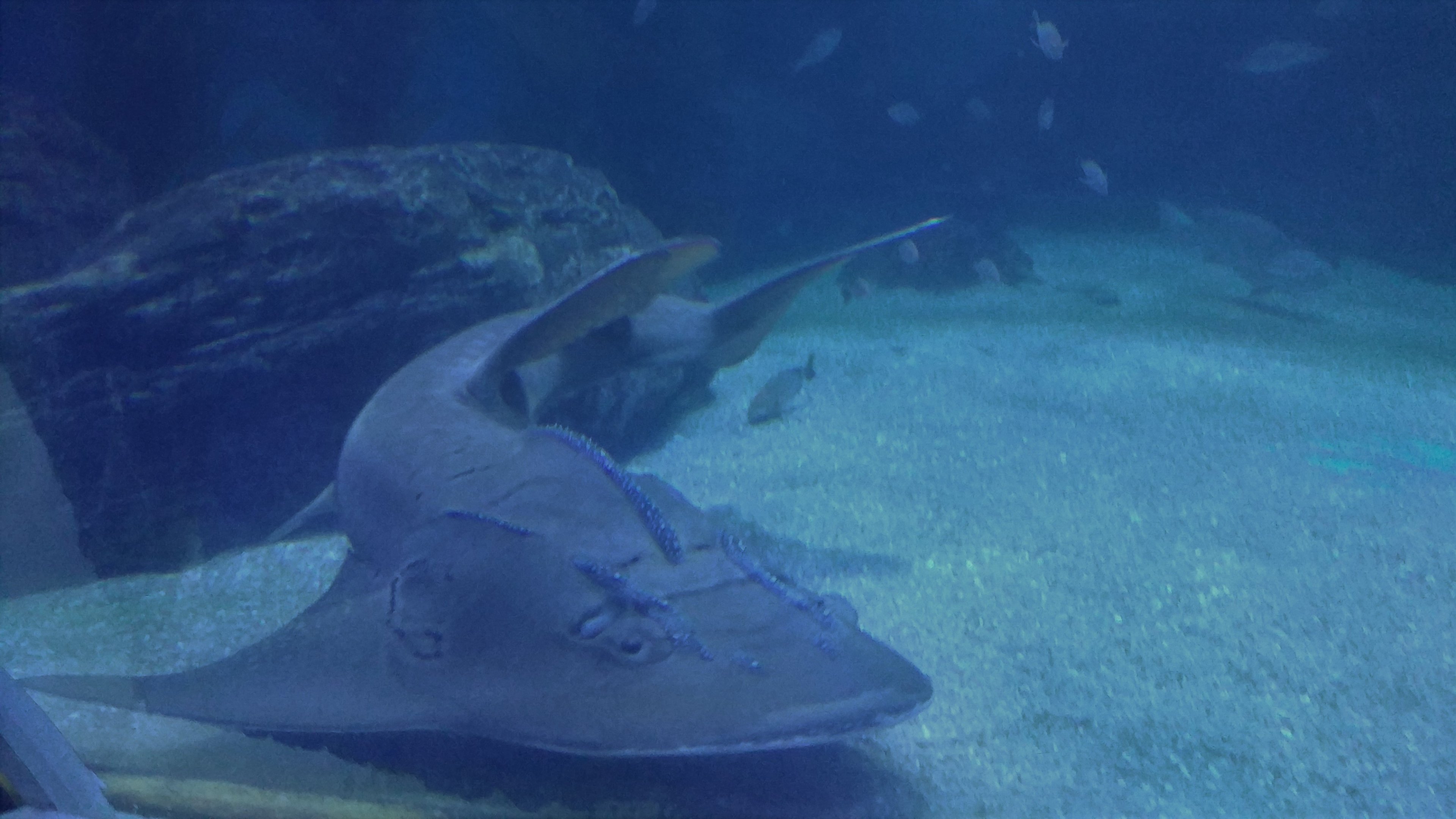 Bowmouth Guitarfish