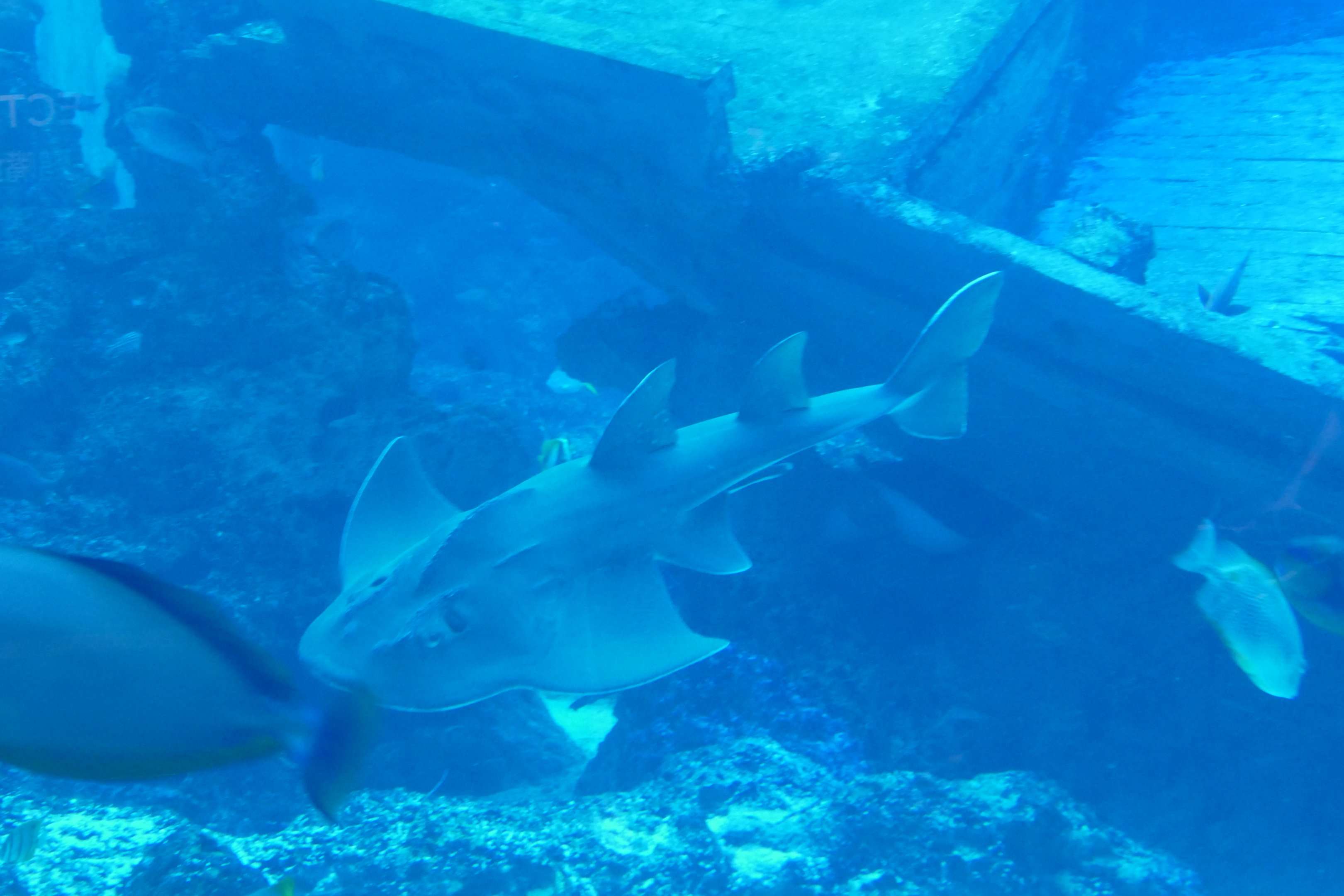 Bowmouth guitarfish
