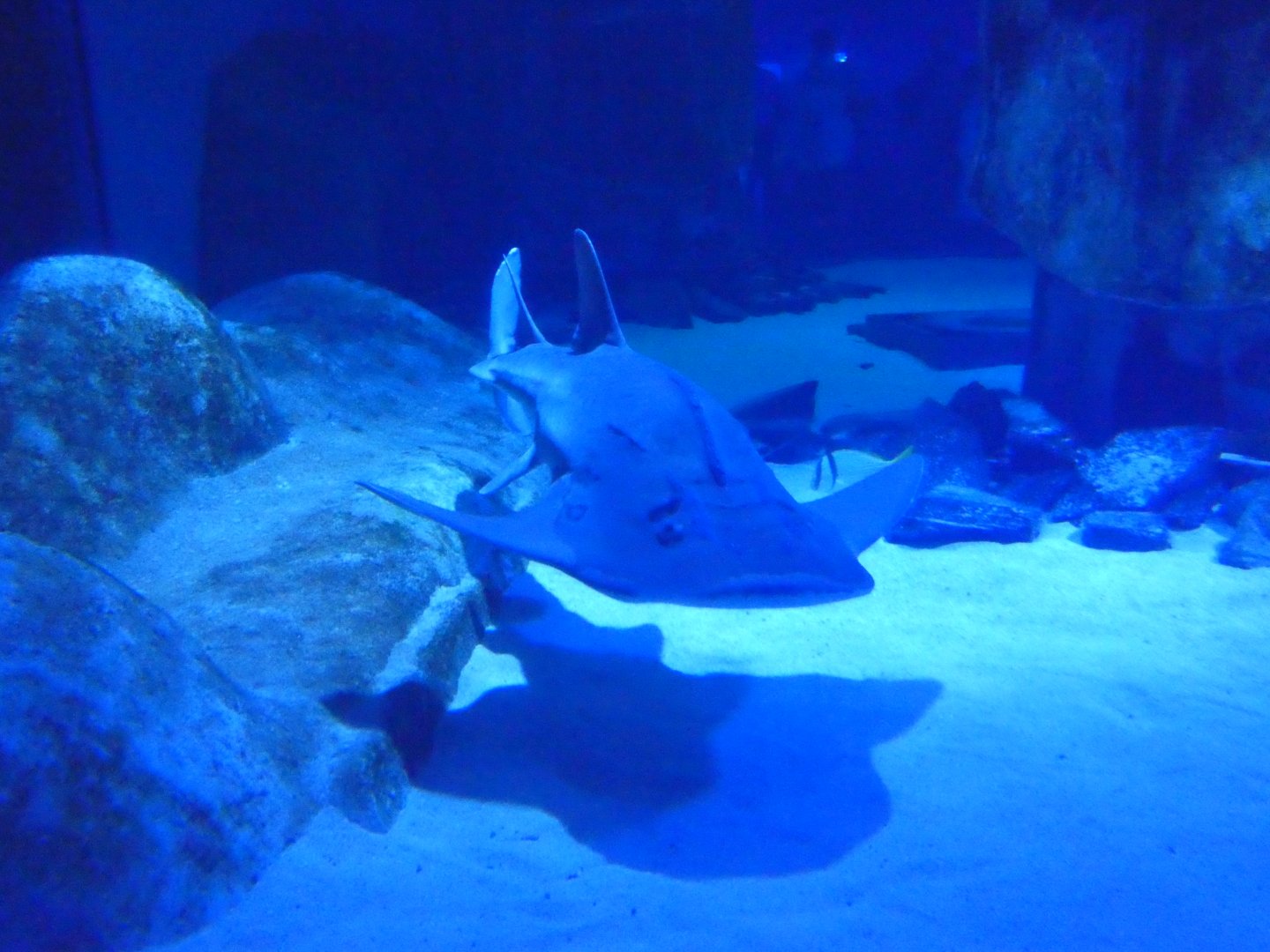 Bowmouth guitarfish