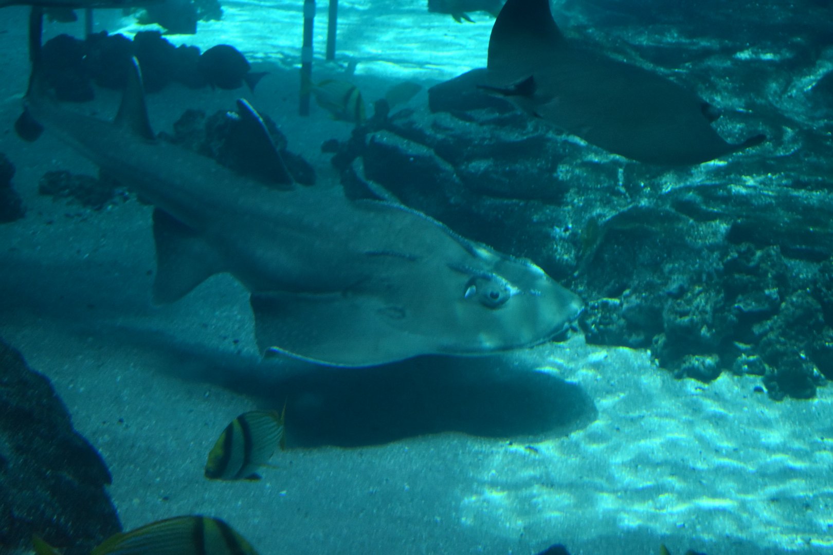 Bowmouth Guitarfish