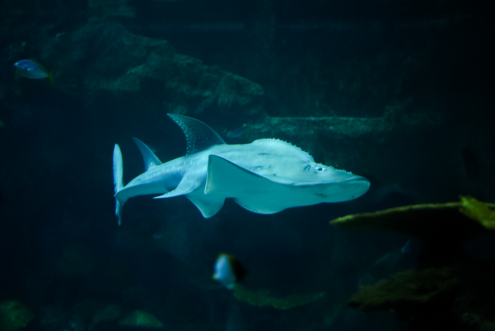 Bowmouth Guitarfish