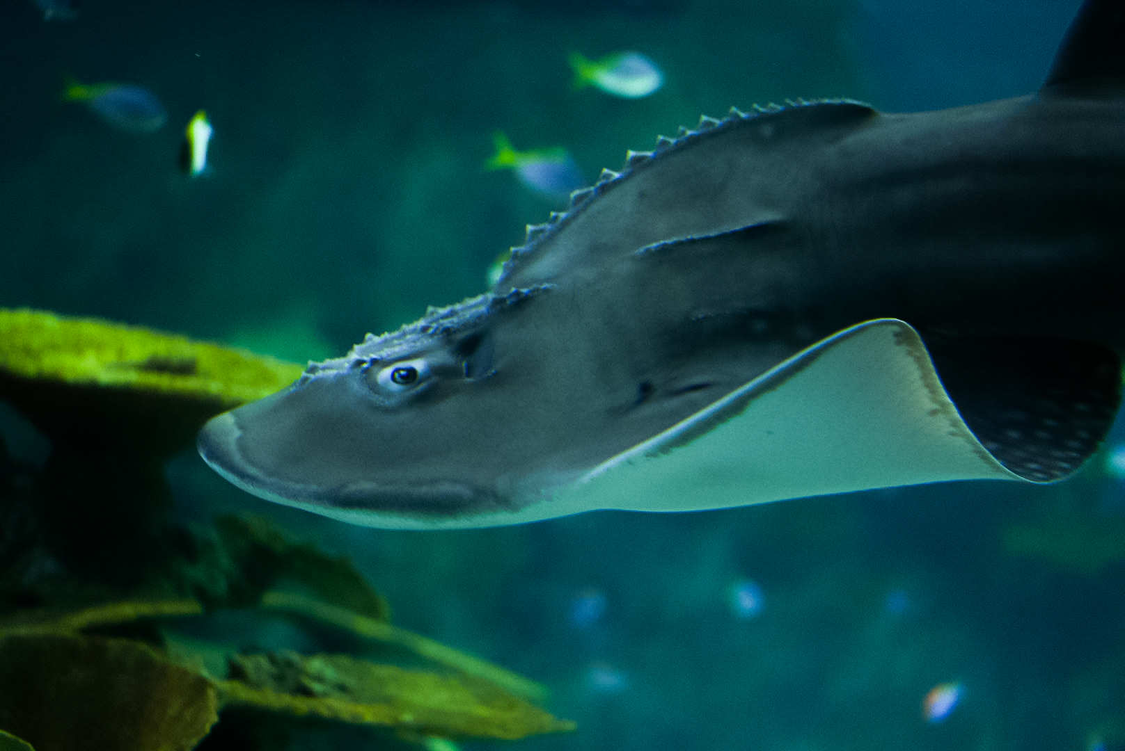 Bowmouth Guitarfish