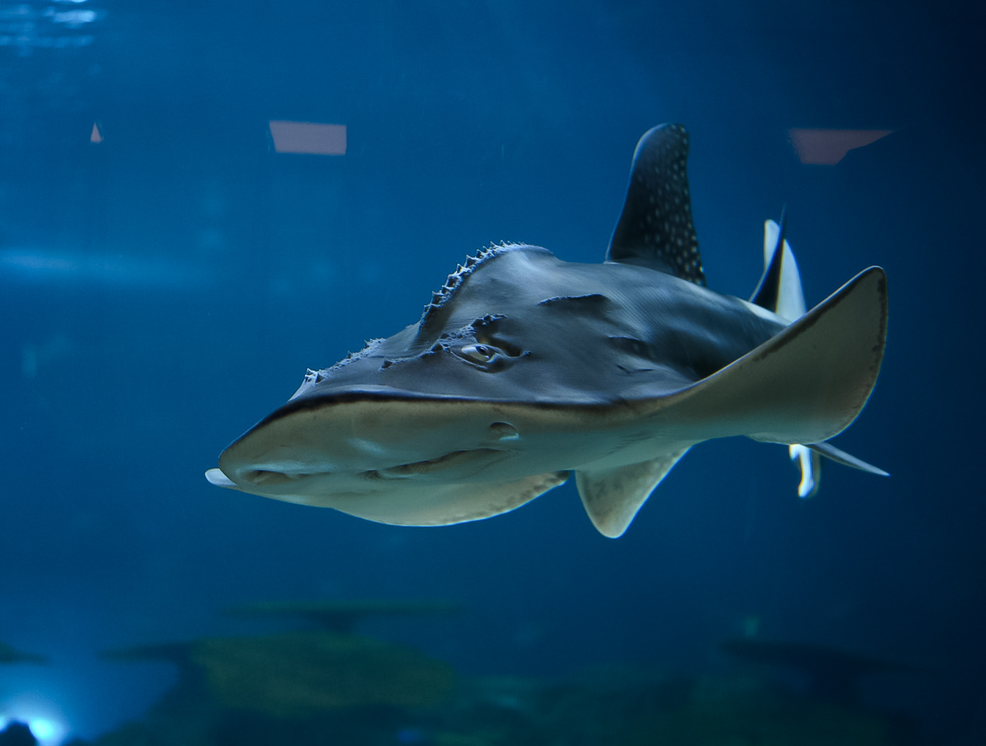 Bowmouth Guitarfish