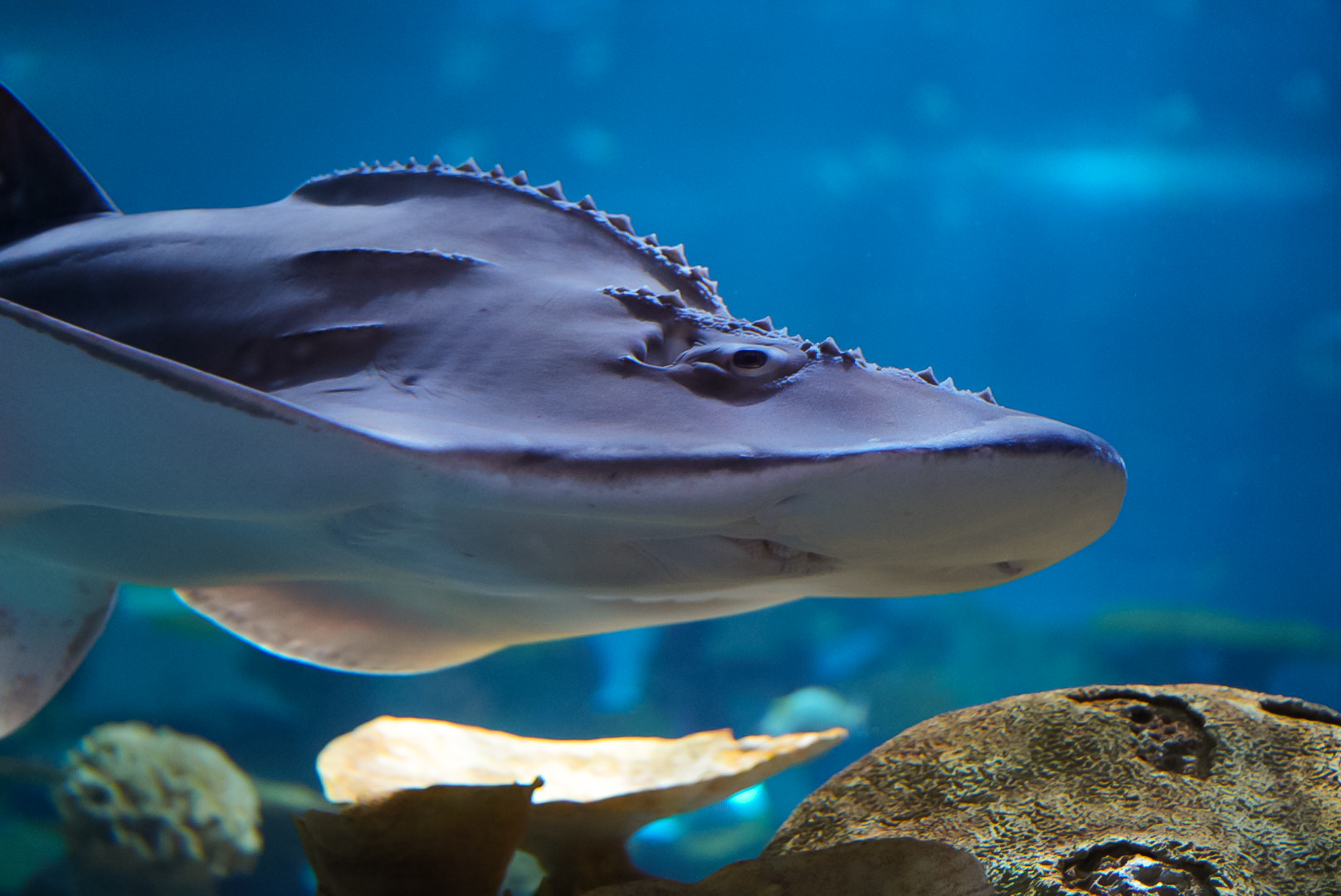 Bowmouth Guitarfish