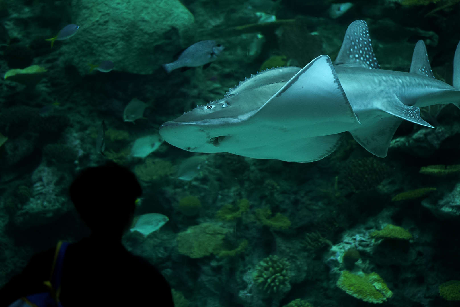 Bowmouth Guitarfish