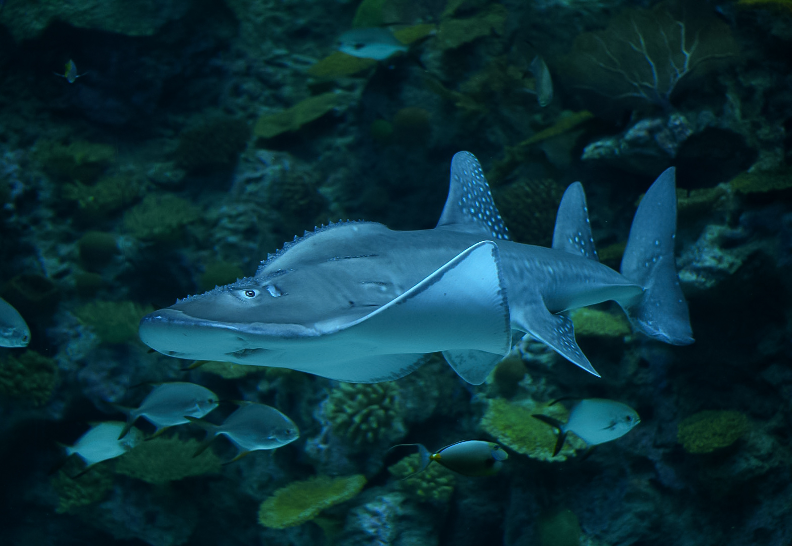 Bowmouth Guitarfish