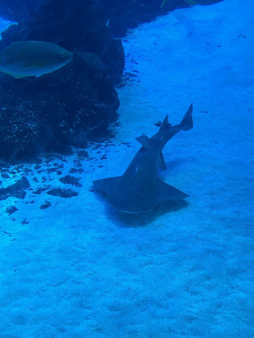 Bowmouth guitarfish