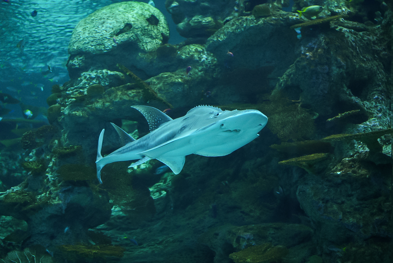 Bowmouth Guitarfish
