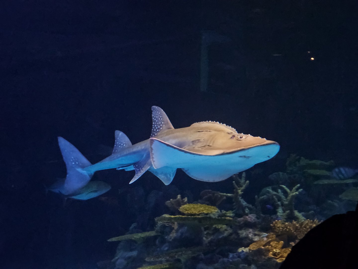 Bowmouth Guitarfish