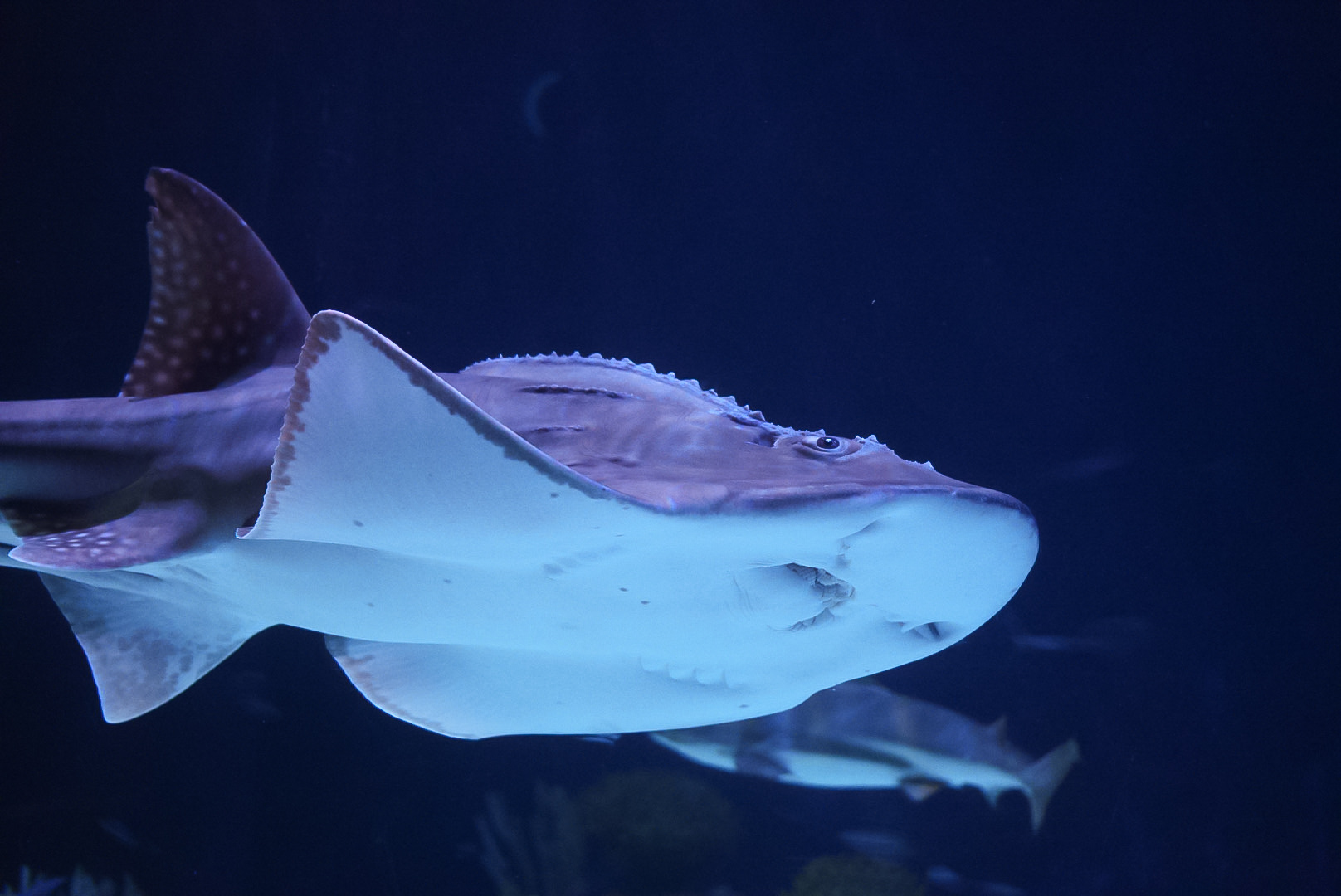 Bowmouth Guitarfish