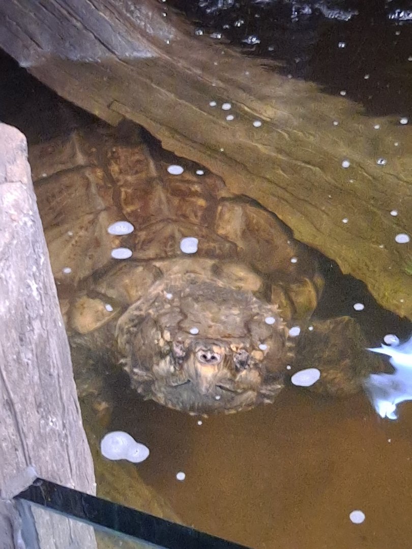 Bowser the Alligator Snapping Turtle (11/14/24)
