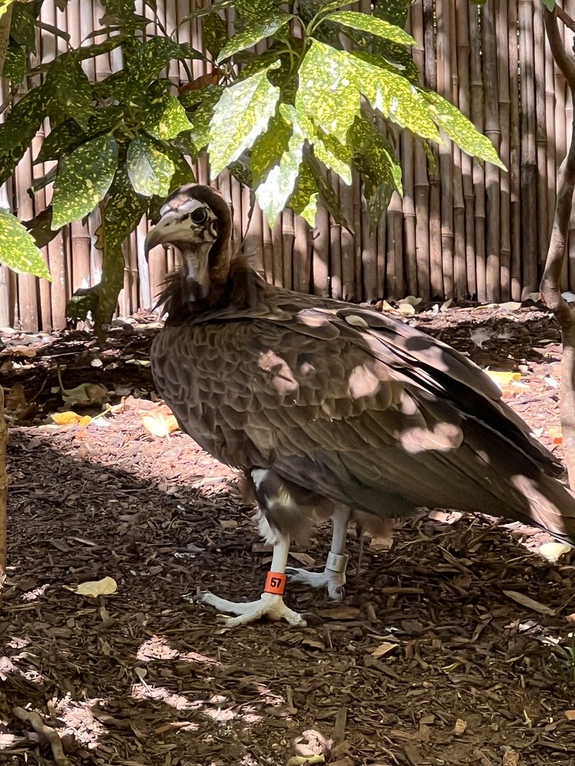 Bowser the hooded vulture