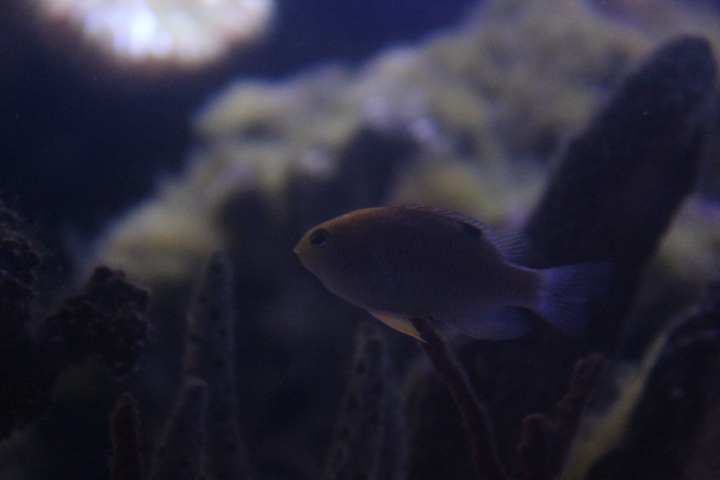 Bowtie damselfish (Neoglyphidodon melas)