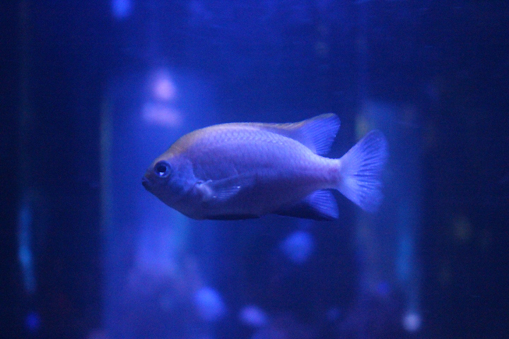 Bowtie damselfish (Neoglyphidodon melas)