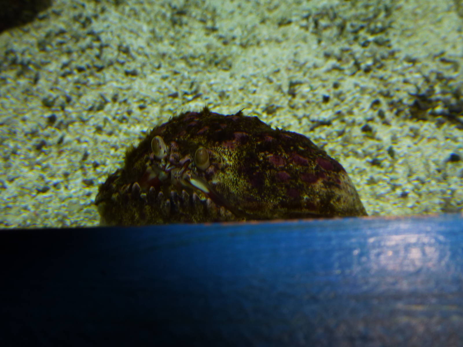 Box crab, June 2013.