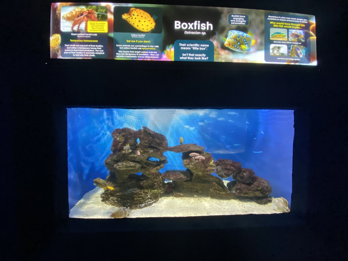 Box fish aquarium