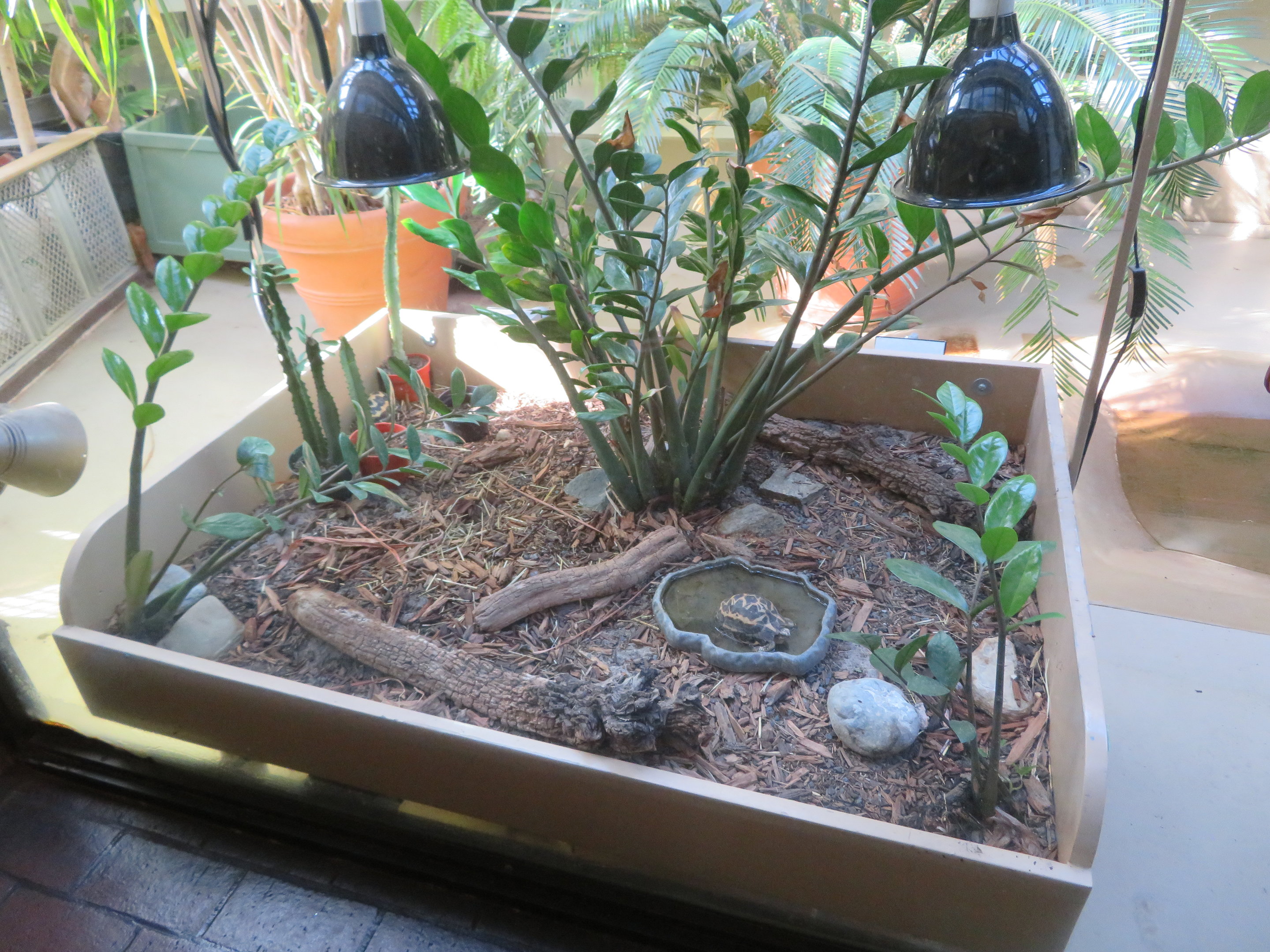 Box for Baby Tortoise