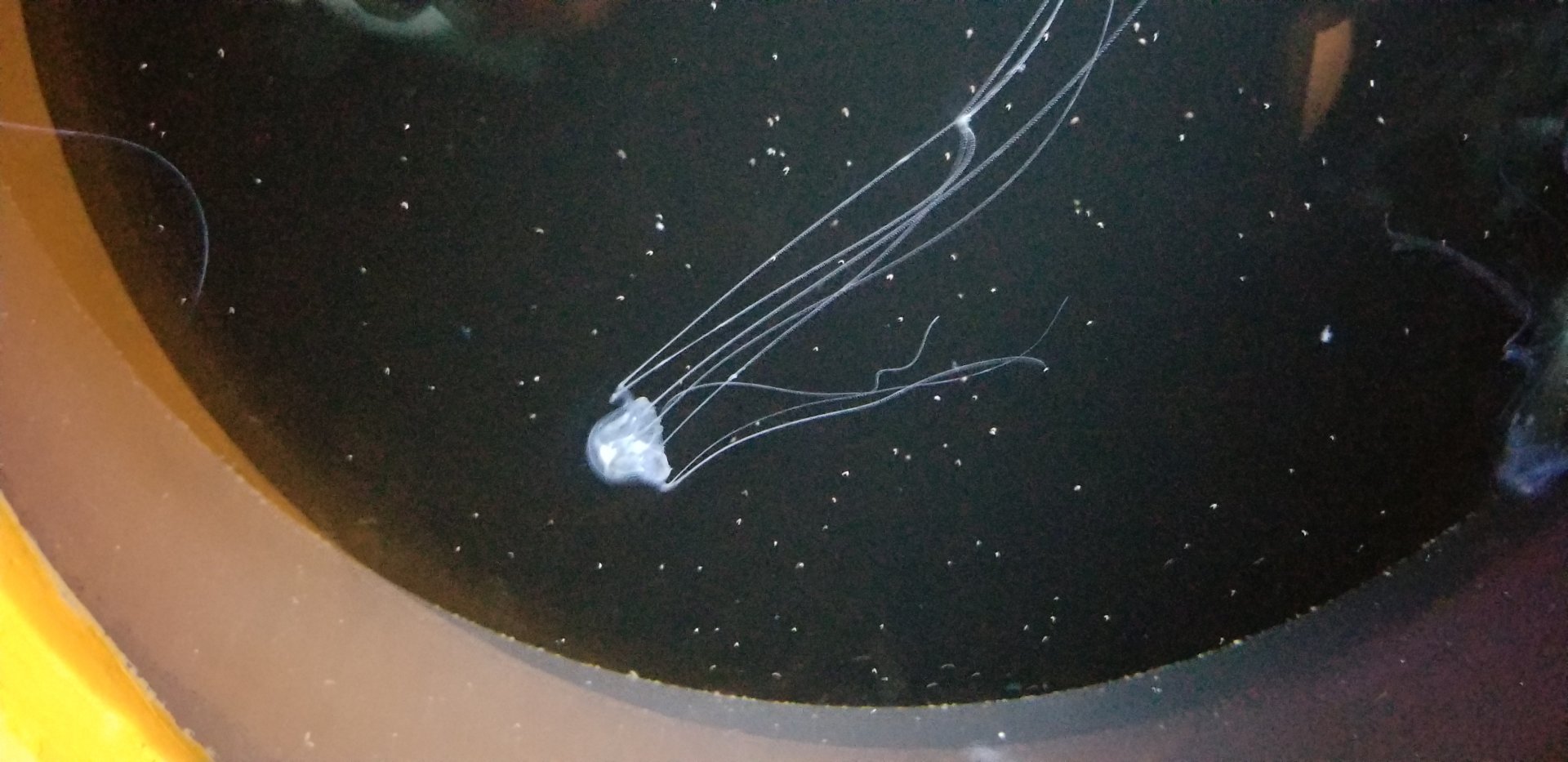 Box Jellyfish