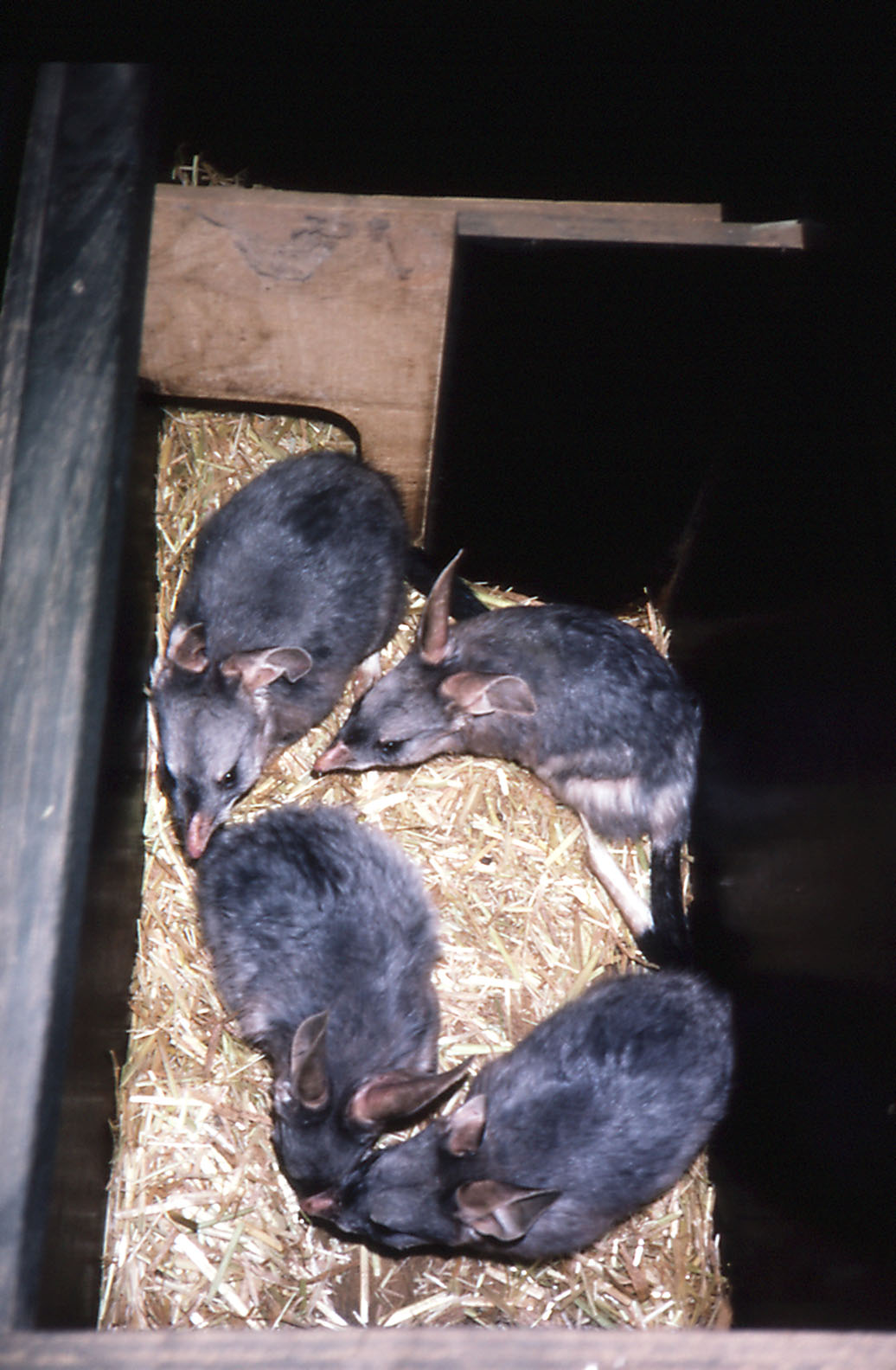 Box of Bilbies - 1991
