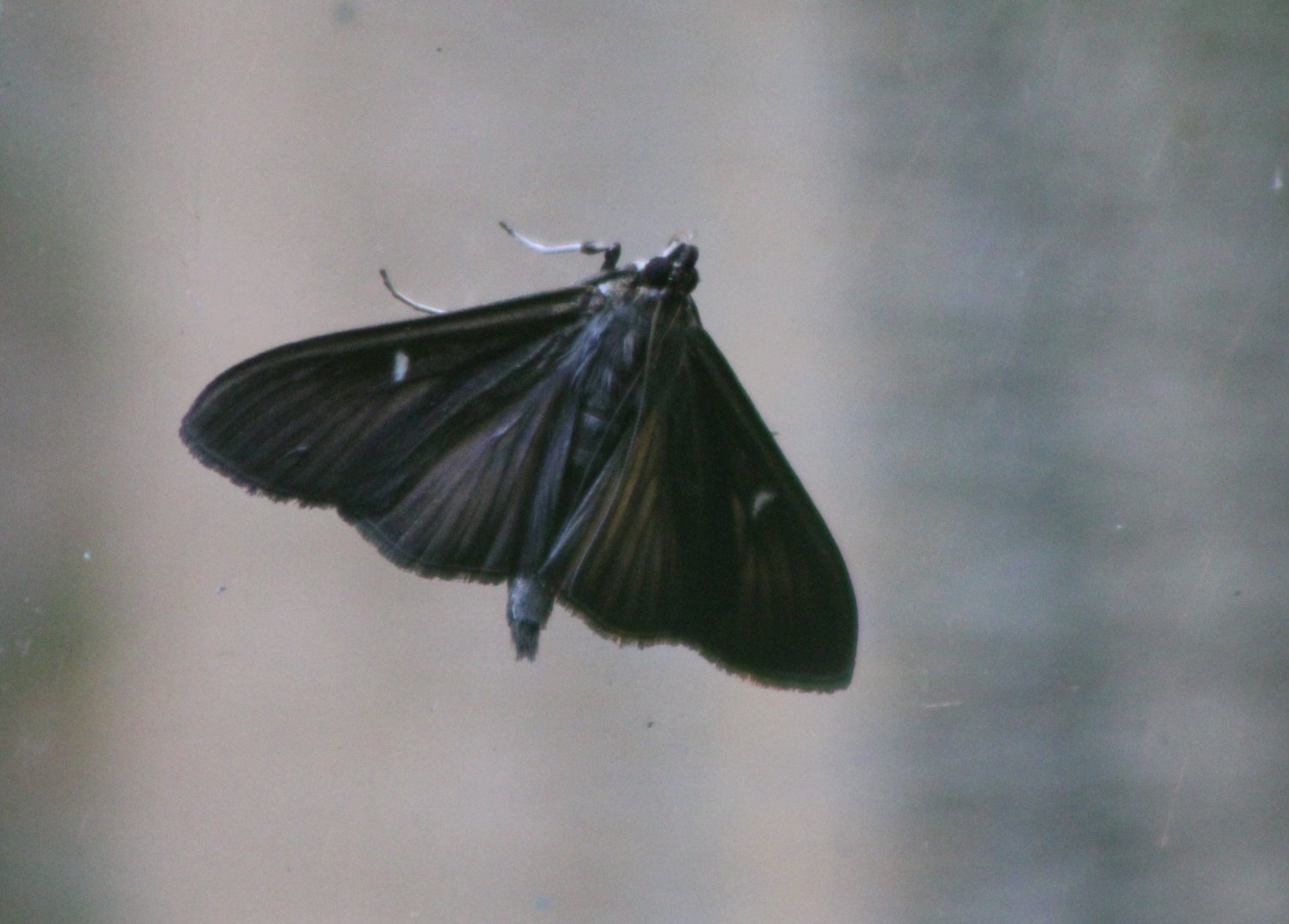 Box tree moth - Cydalima perspectalis - brown color variant