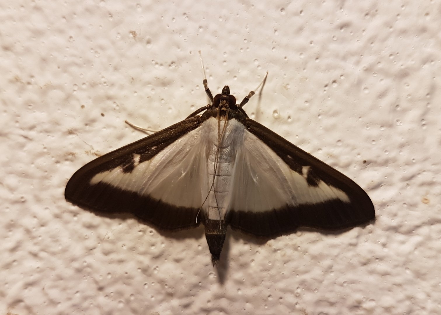 Box tree moth - Cydalima perspectalis