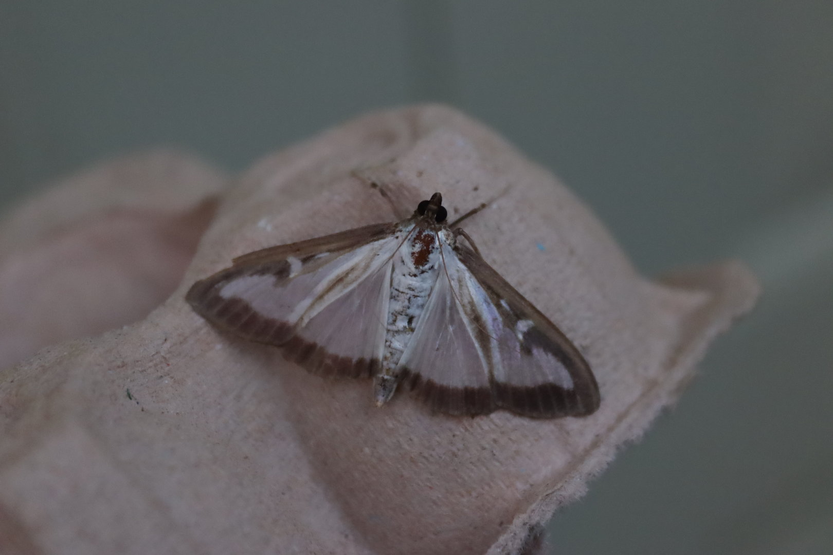 Box Tree Moth (Cydalima perspectalis)