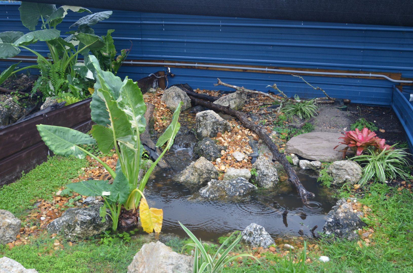 Box Turtle Enclosure