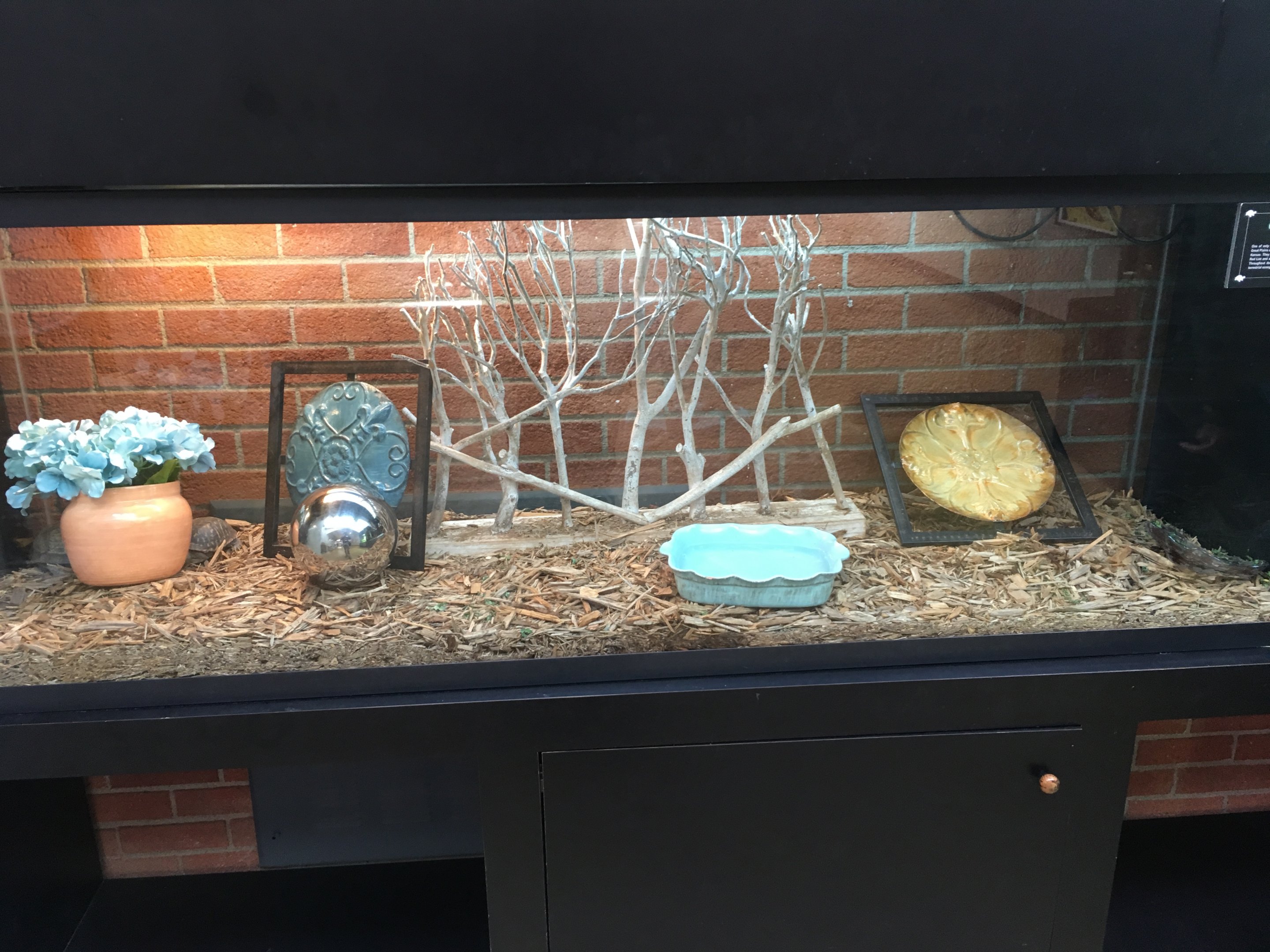 Box turtle exhibit