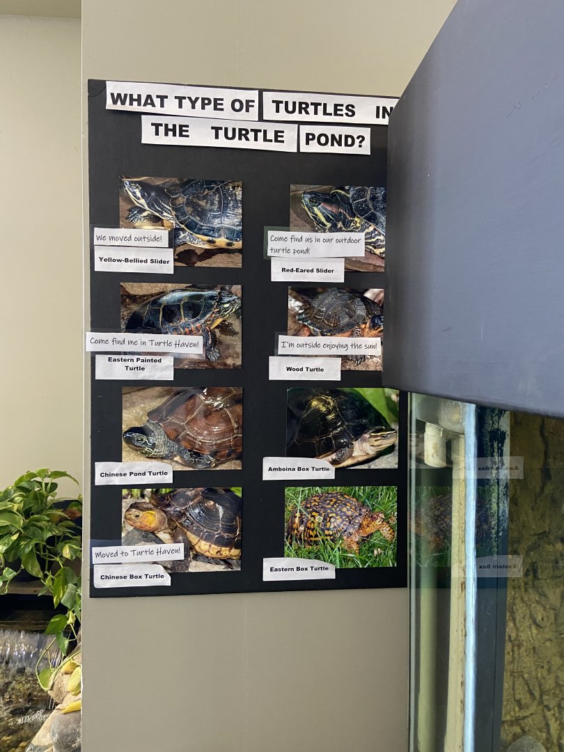 Box Turtle Habitat Info