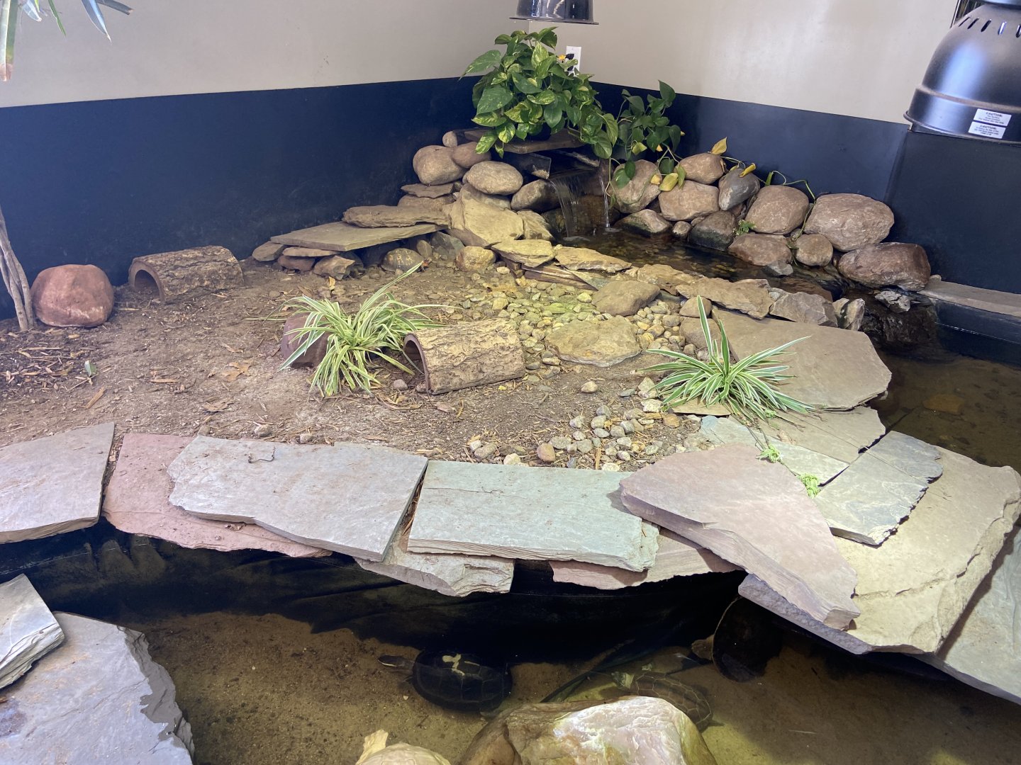 Box Turtle Habitat