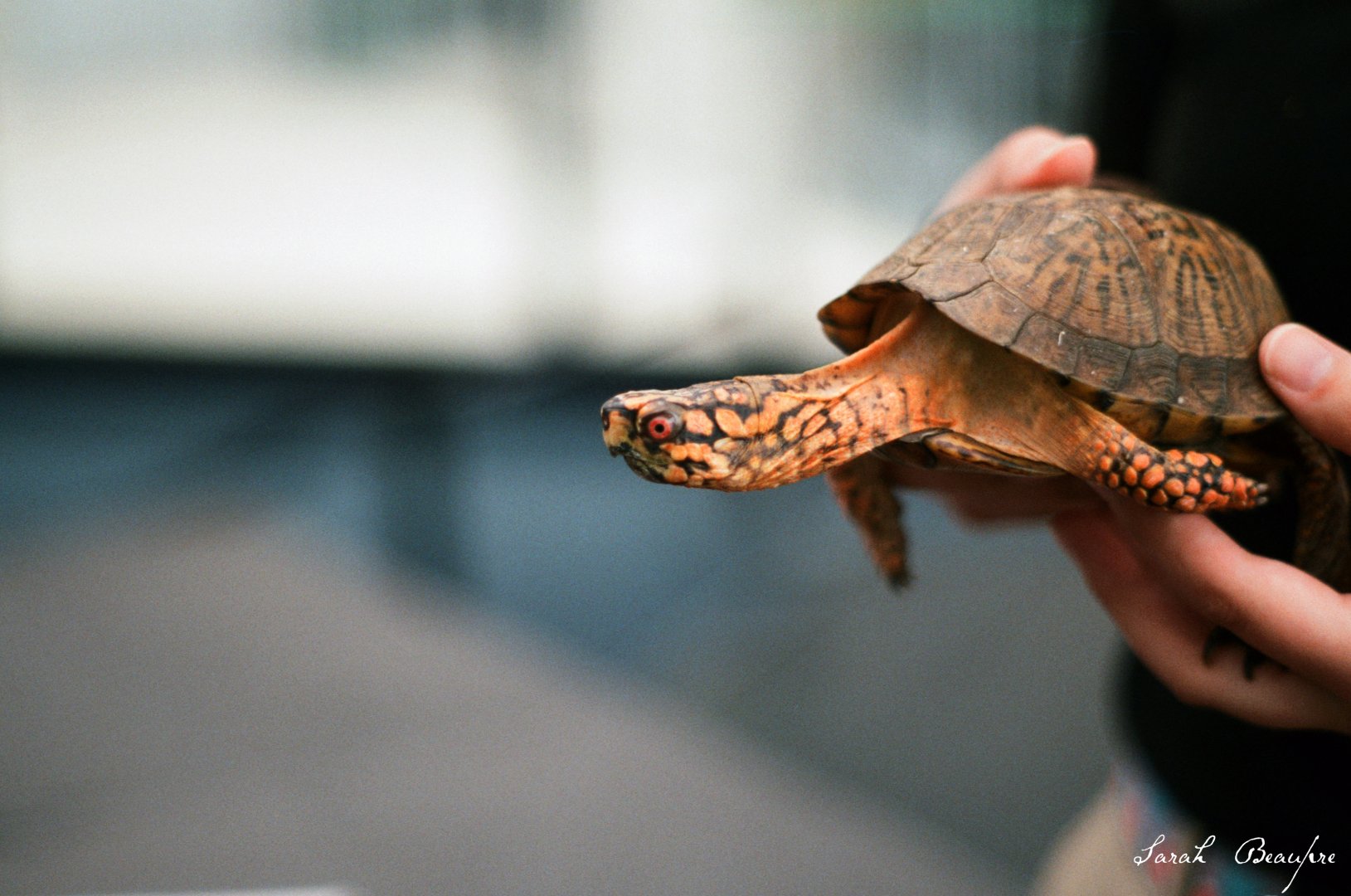Box Turtle ID? Nat'l Aquarium in Baltimore, Ambassador Animal