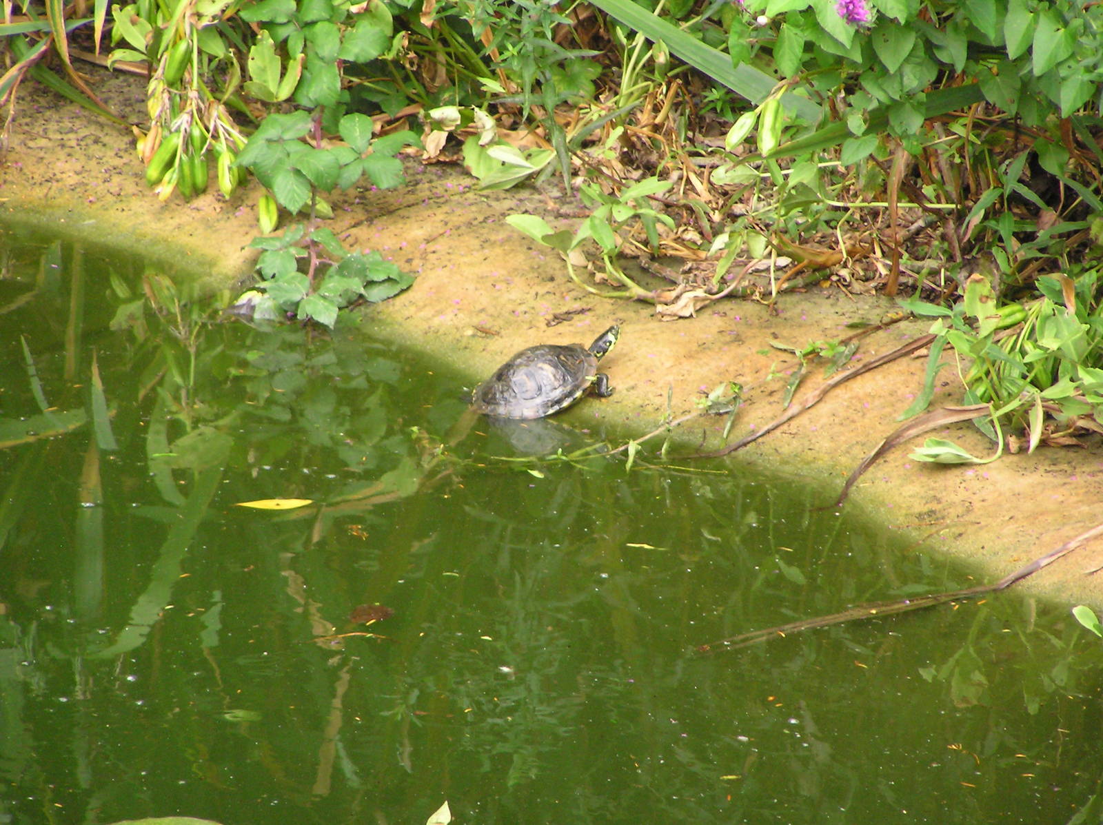 Box Turtle in Bonchurch Pond, Isle of Wight