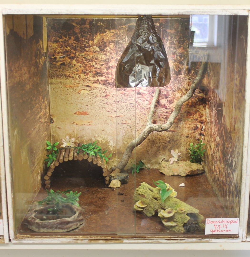 Box turtle raising-enclosure