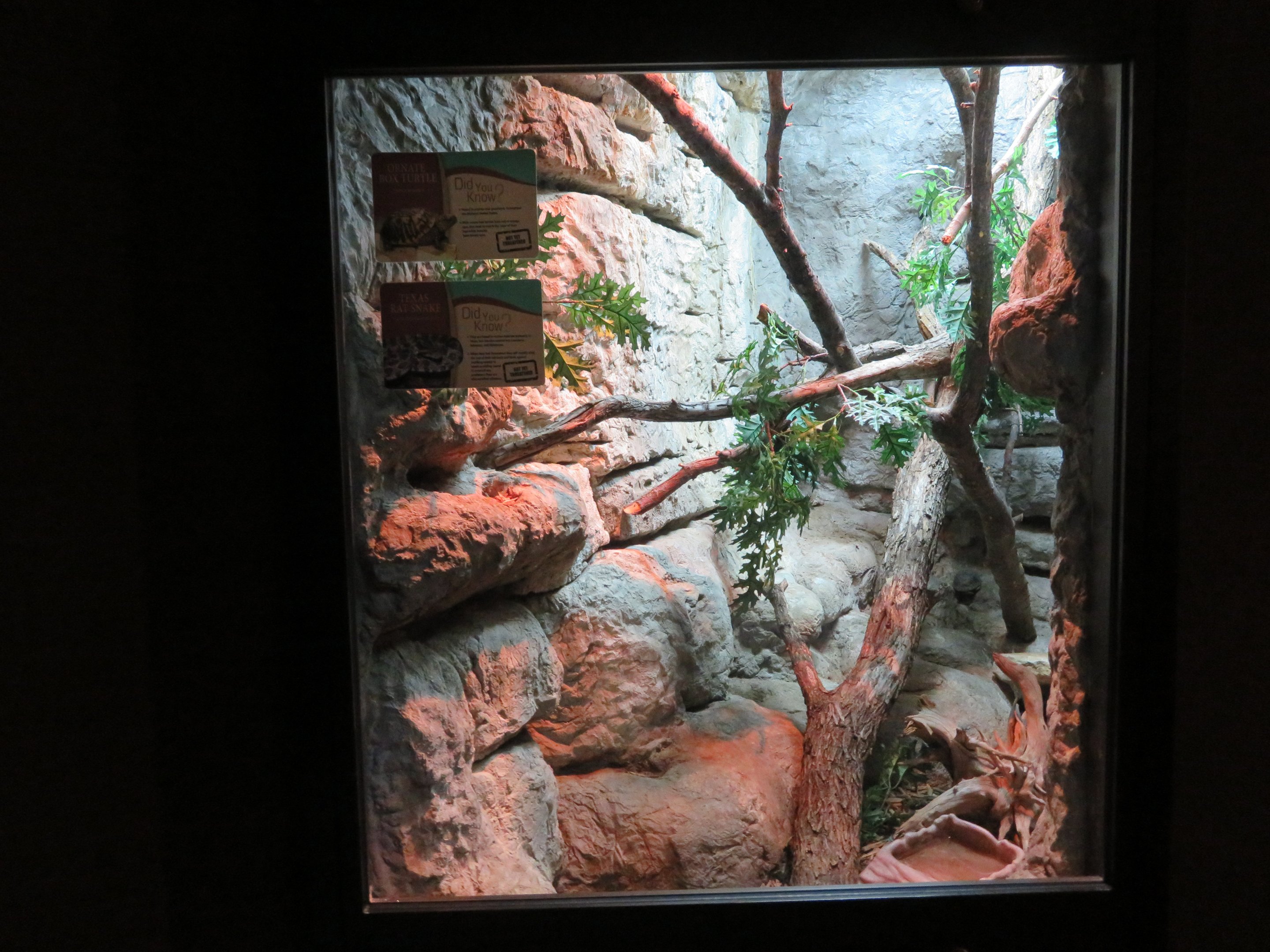 Box Turtle/Rat Snake Exhibit