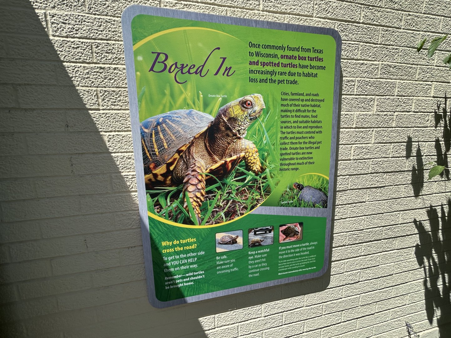 Box Turtle Signage