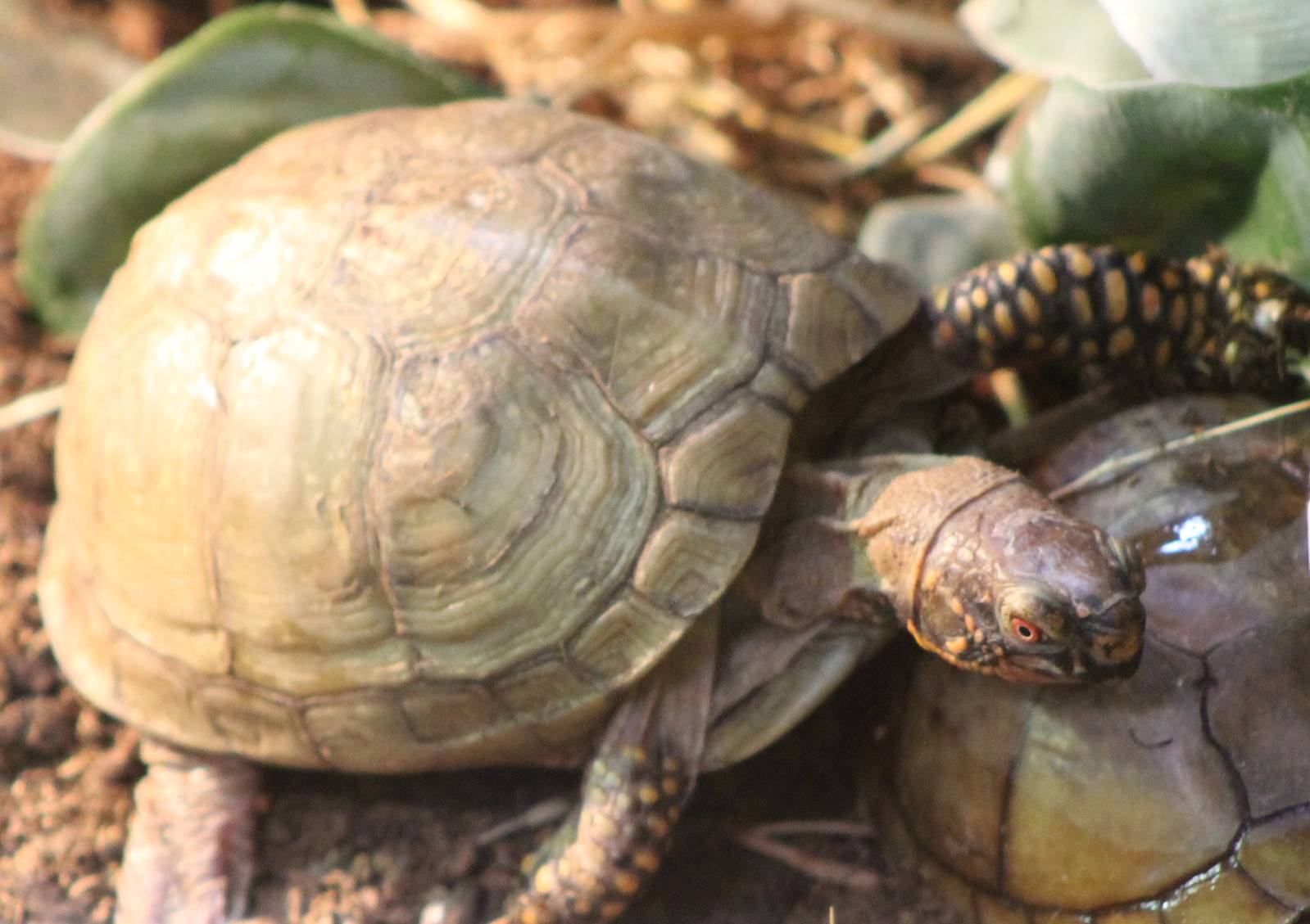 Box turtle Terrapene carolina triunguis
