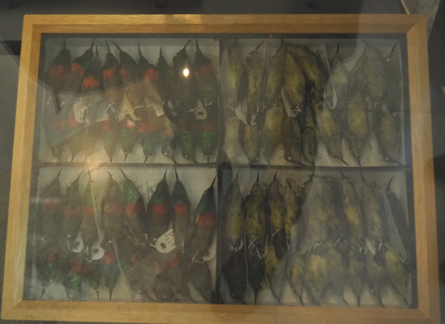 Box with Olive-bellied sunbird  (Cinnyris chloropygius) specimens, 2021-10-20