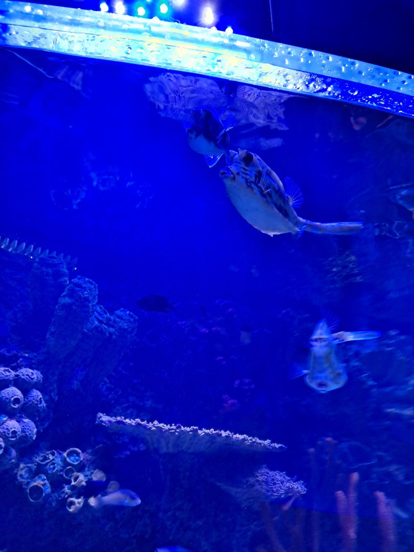 Boxfish ID? (4/19/25)