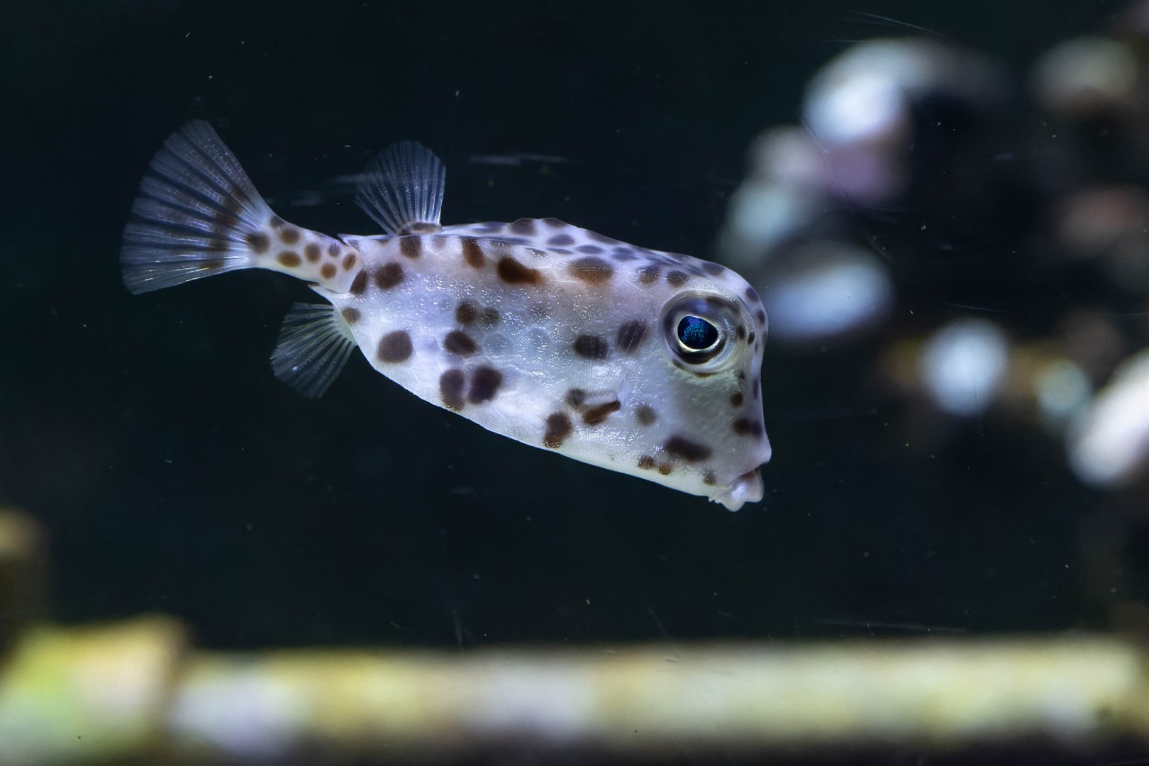Boxfish ID - Aquarium de Paris