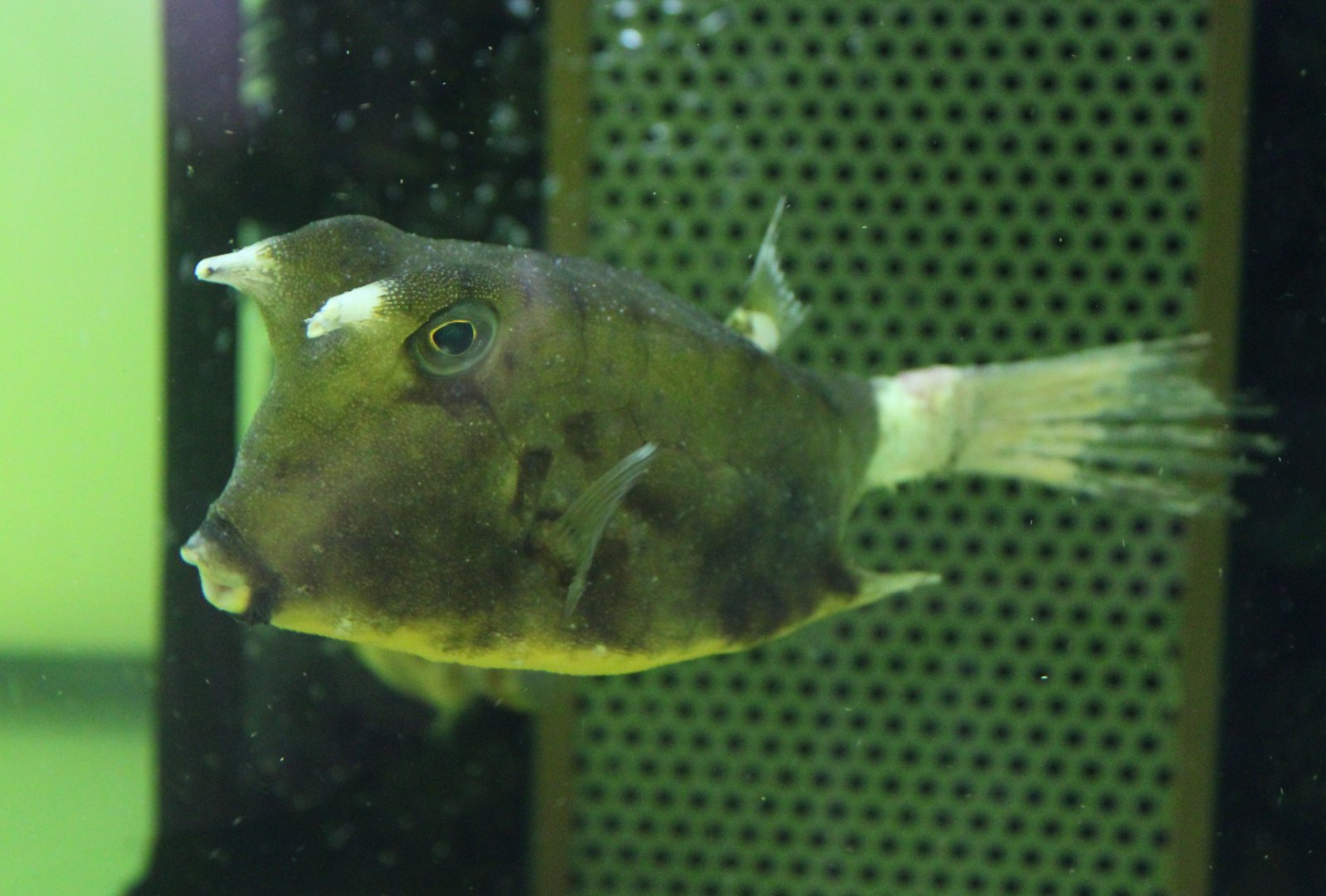 Boxfish ID