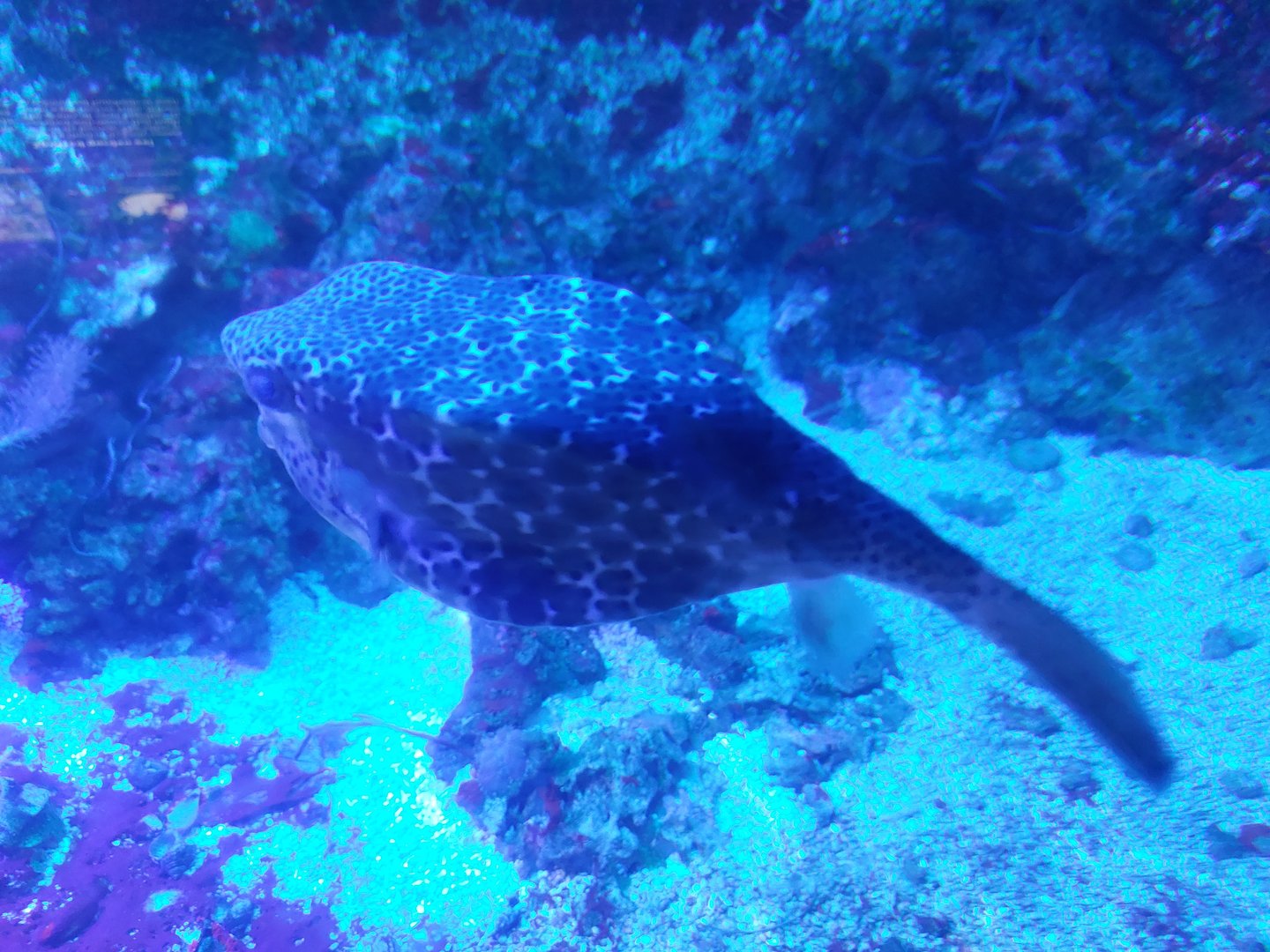 Boxfish id