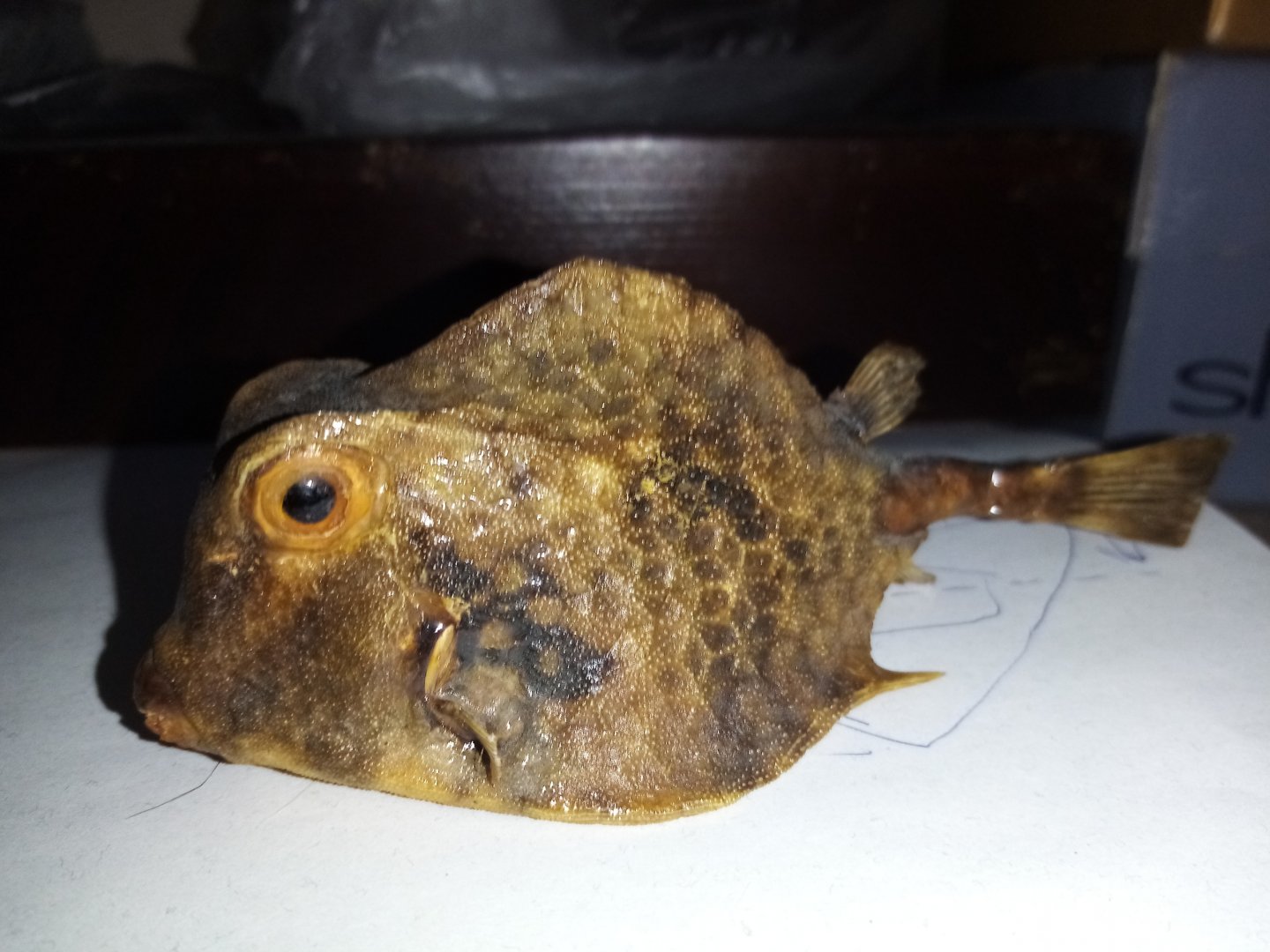 Boxfish specimen ID, from Cuba