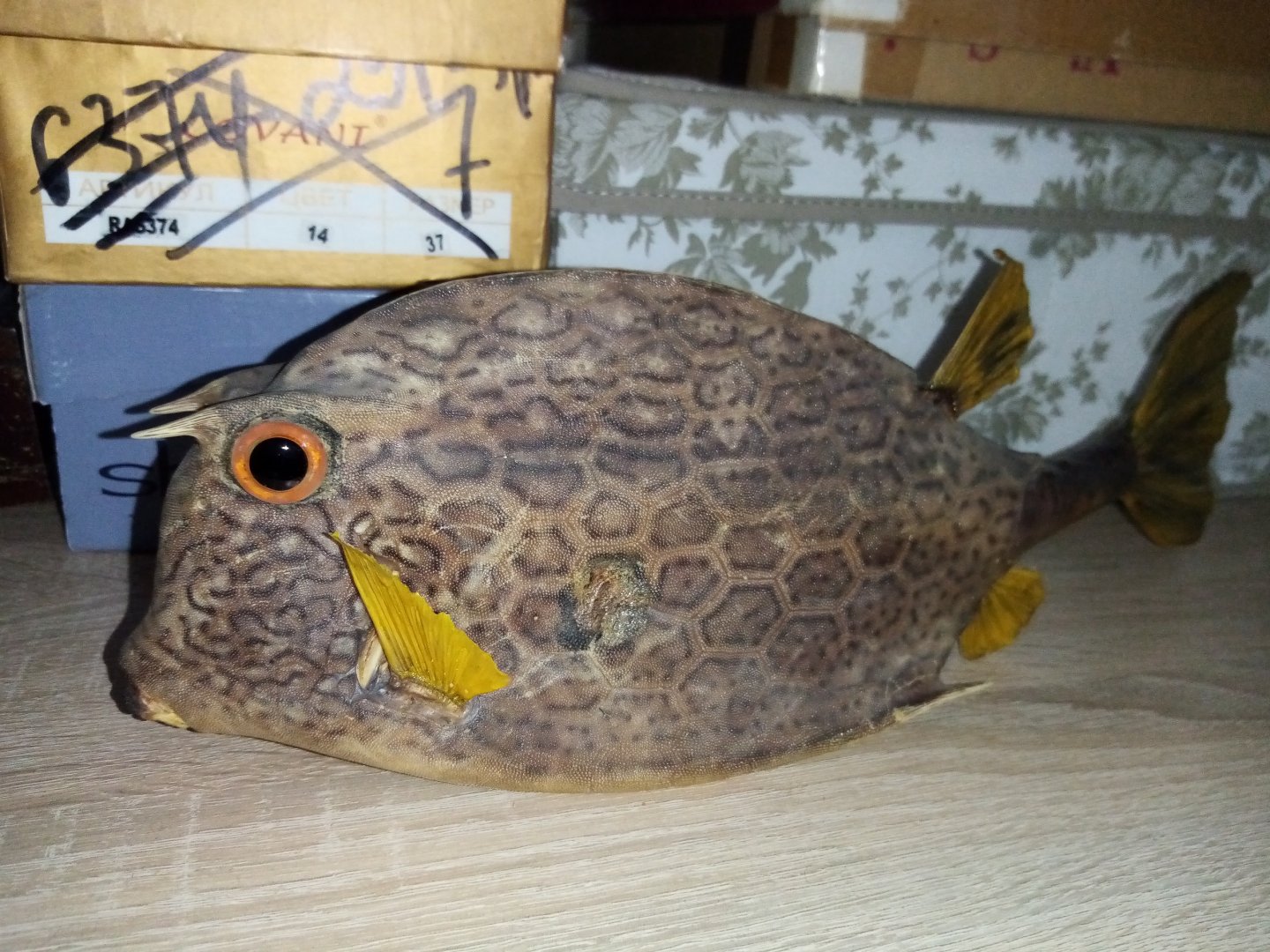 Boxfish specimen ID, from Cuba