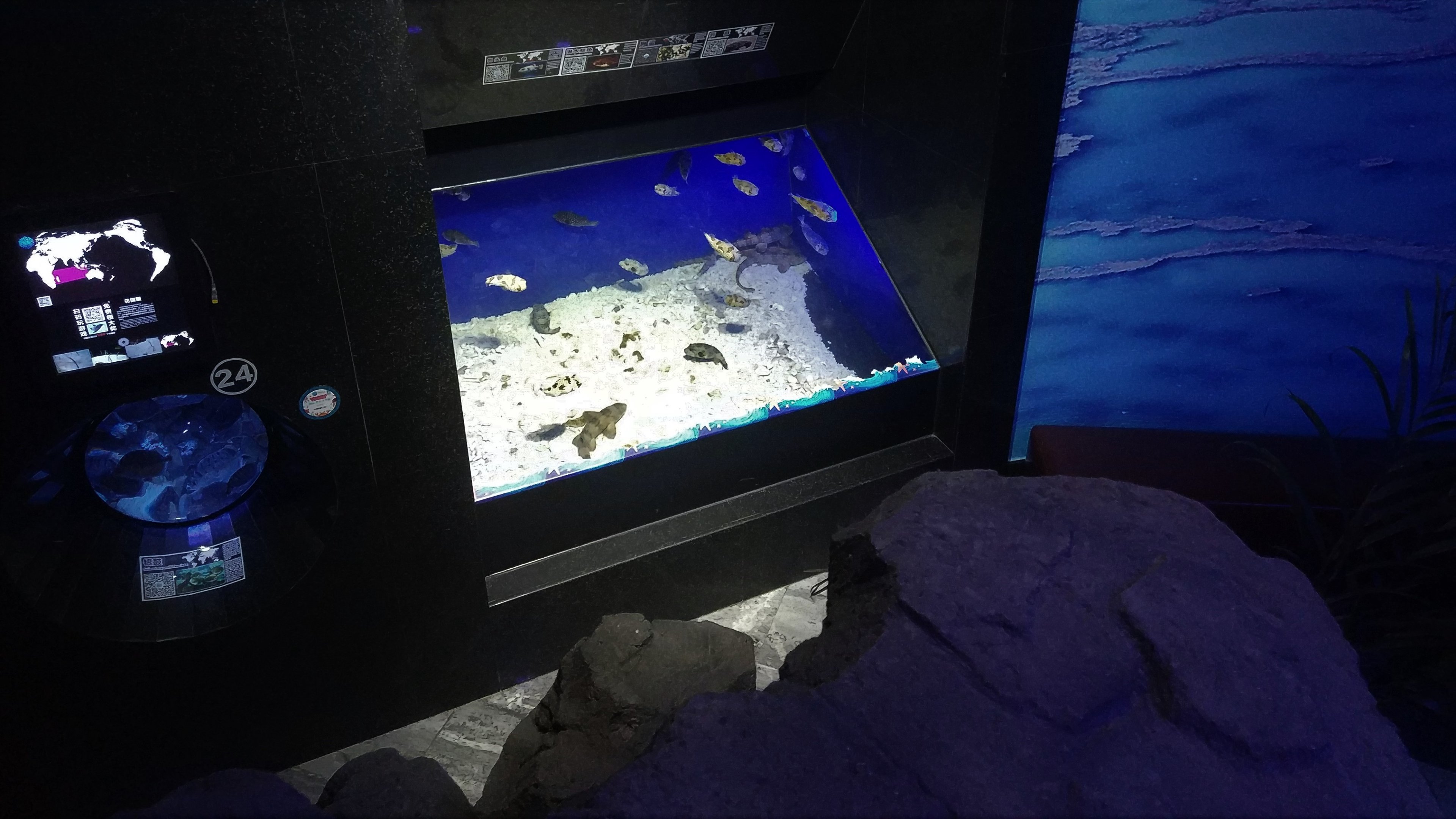 Boxfish Tank