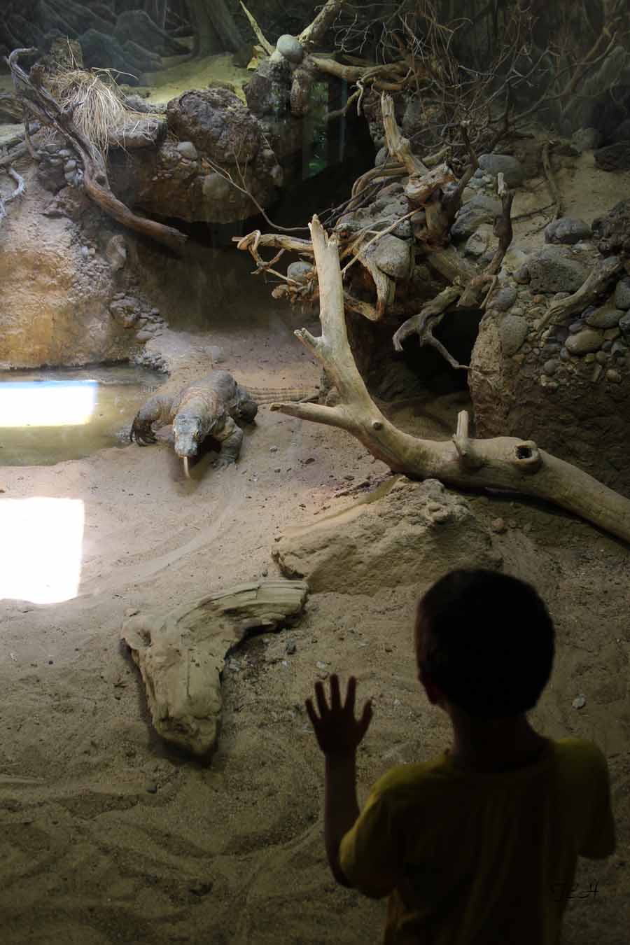 boy watching komodo dragon