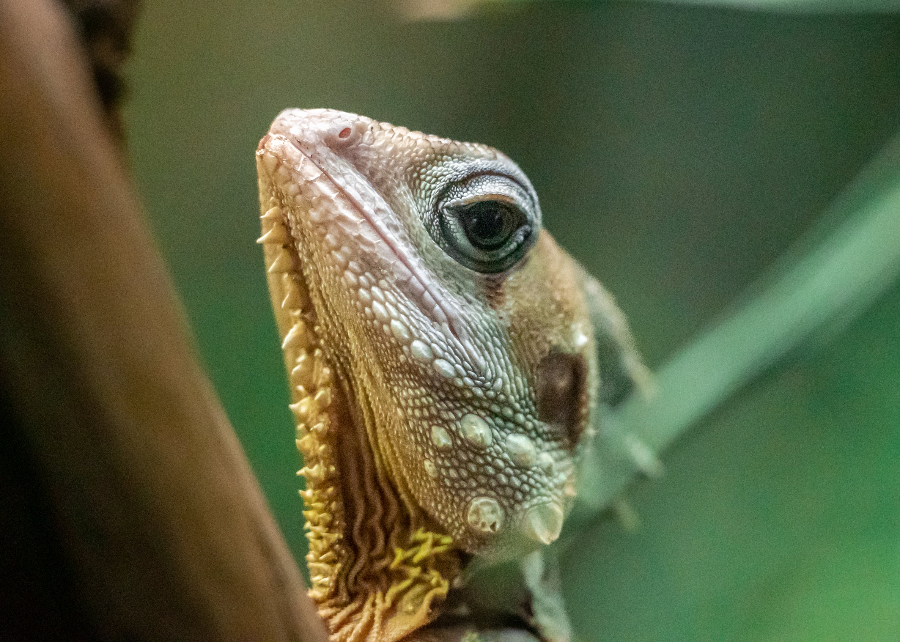 Boyd’a Forest Dragon