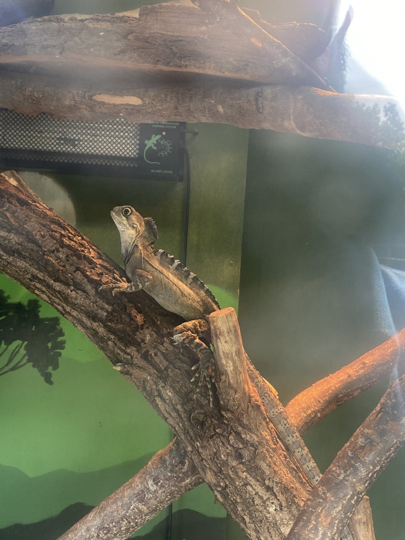 Boyd’s forest dragon 280425