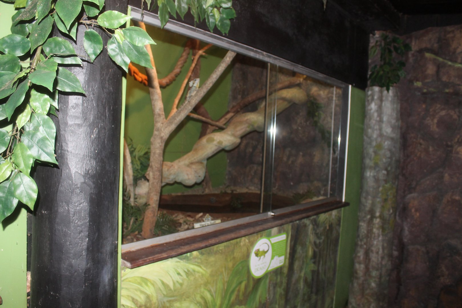 Boyd's Forest Dragon enclosure